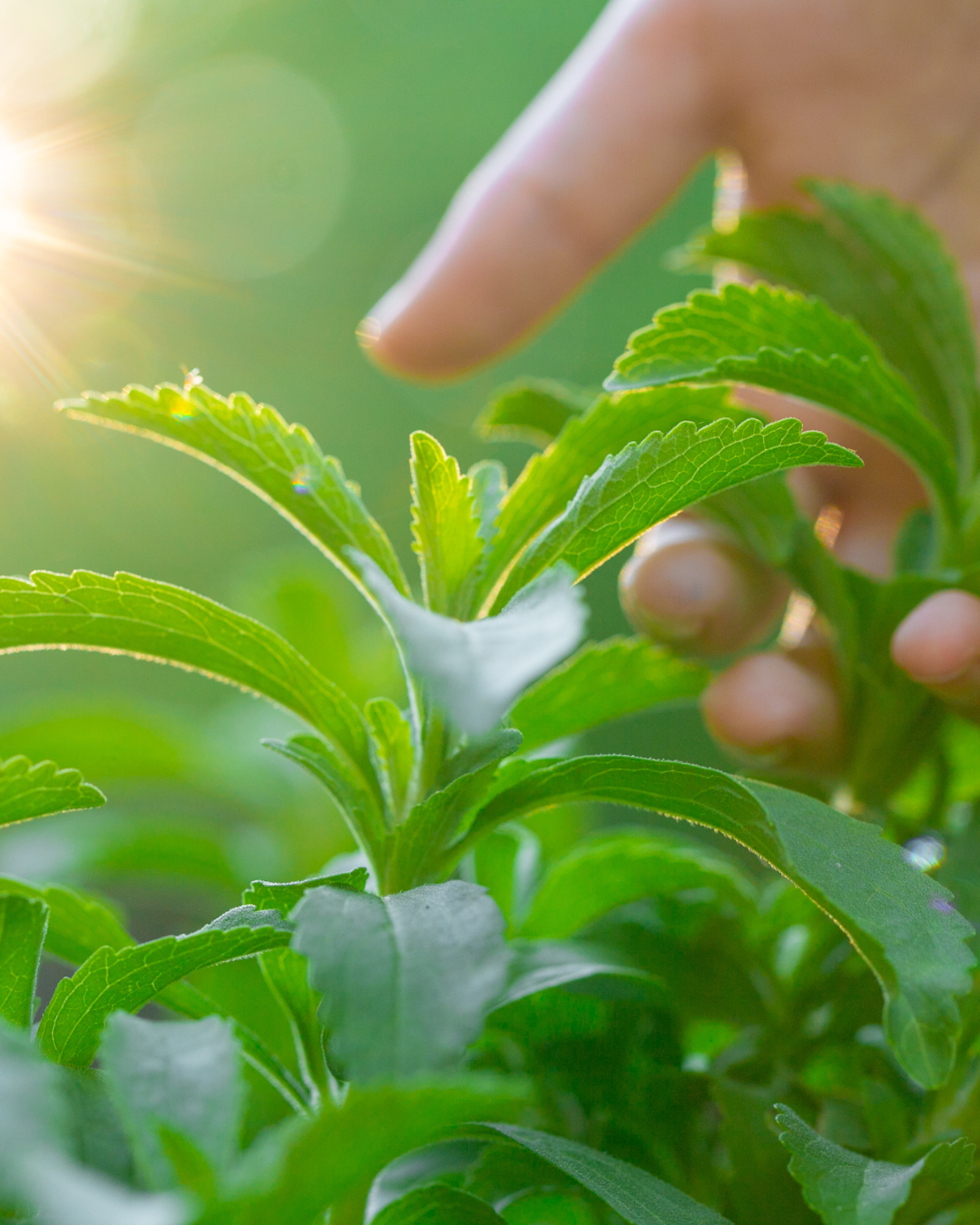 Waarom wij bij Eaussential kiezen voor stevia: natuurlijk, veilig en kindvriendelijk